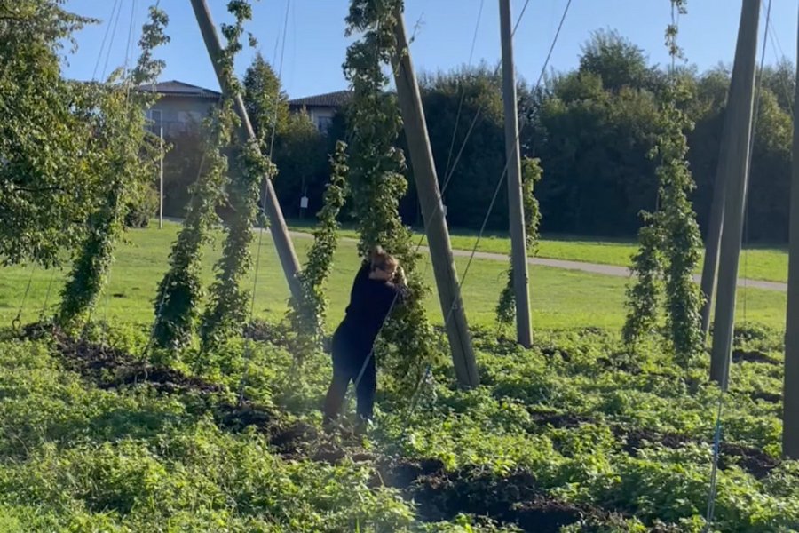 Hopfenernte Stiegl-Gut Wildshut, Elena Hofmann