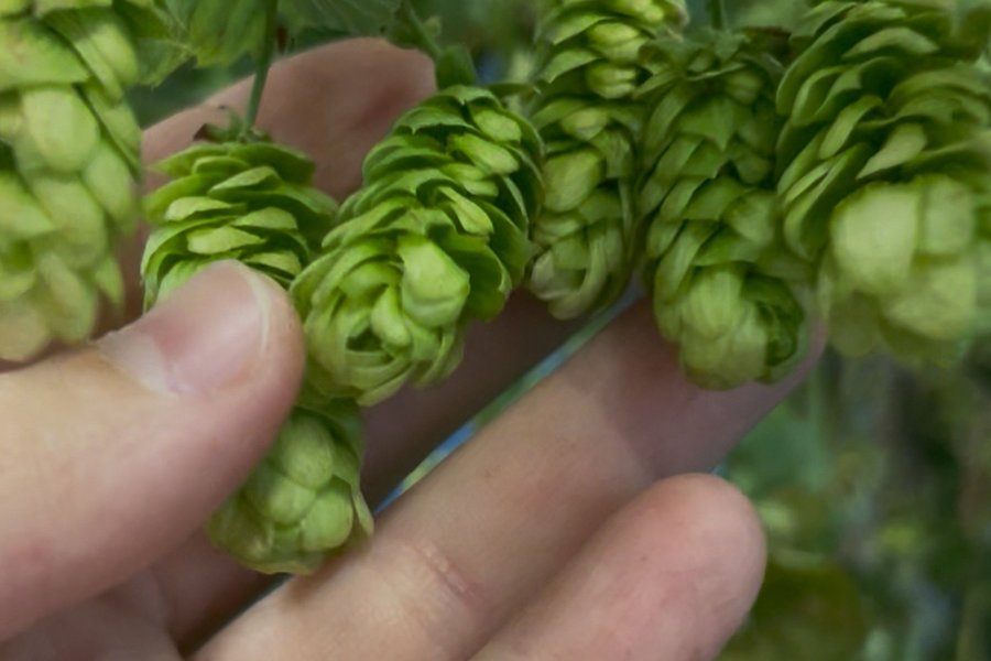 Hopfenernte Stiegl-Gut Wildshut, Elena Hofmann