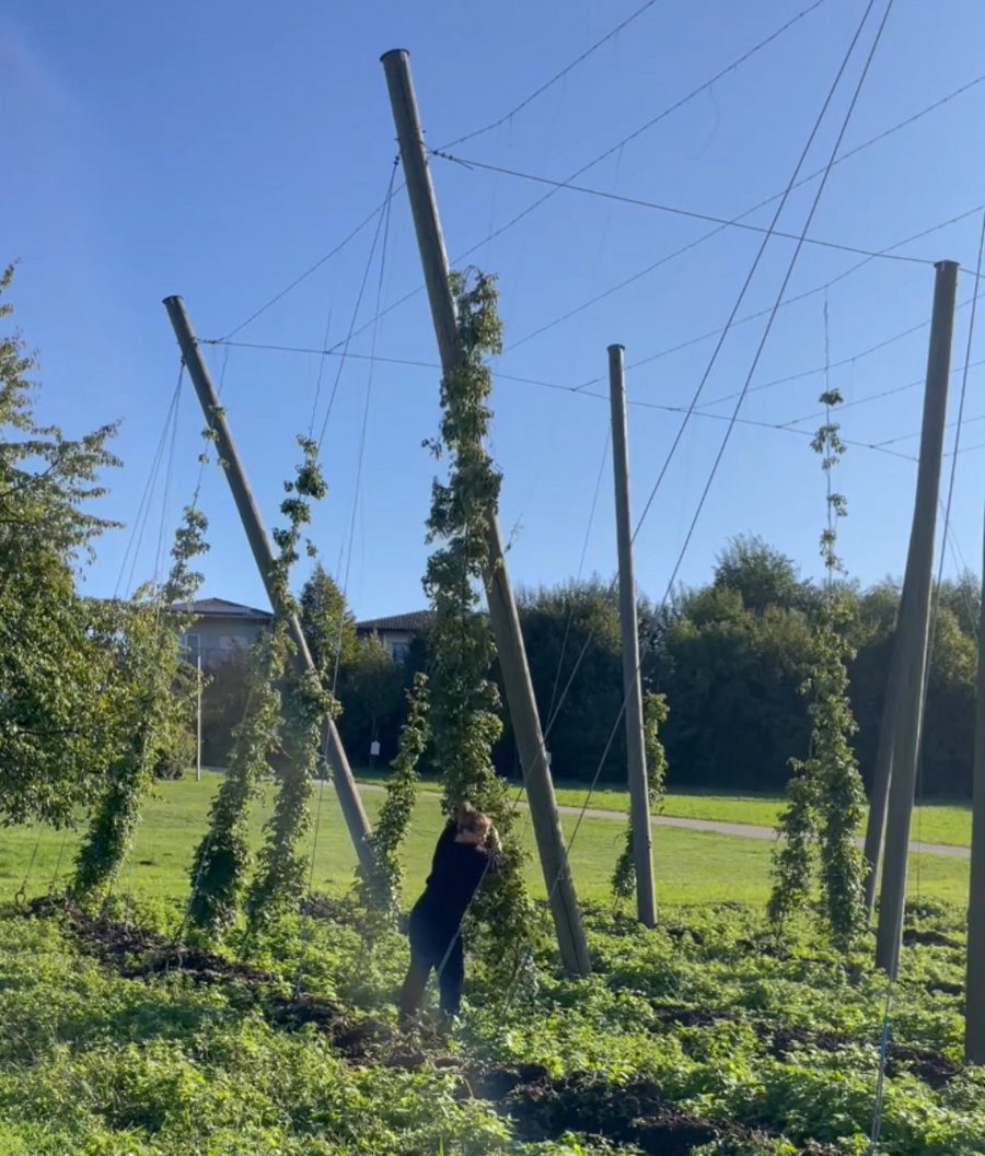 Hopfenernte am Stiegl-Gut Wildshut für die Kunst, Elena Hofmann
